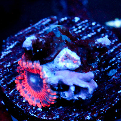 JC Typhloshion Zoanthid