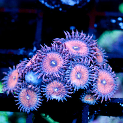 JC Amber Bliss Zoanthid