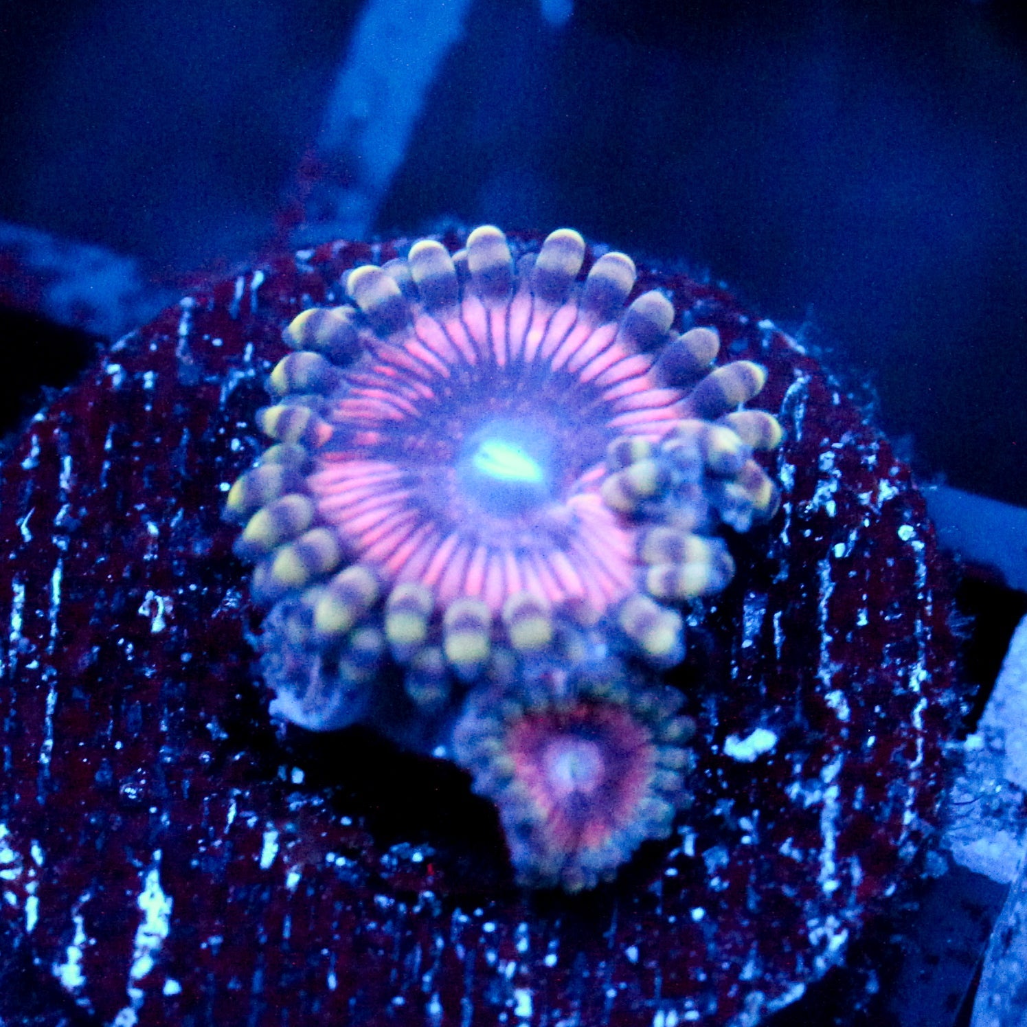JC Pink Quasar Zoanthid