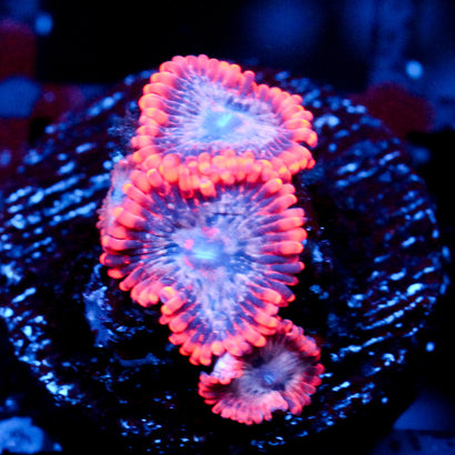 JC Utter Typhloshion Zoanthid