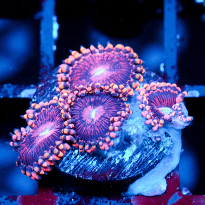 JC Purple Empress Zoanthid
