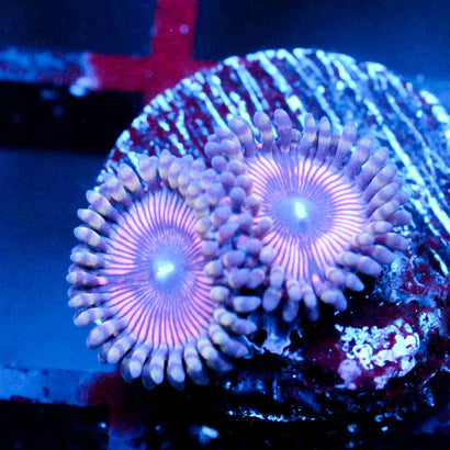 JC Pink Quasar Zoanthid