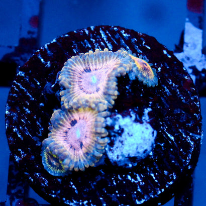 JC Oceanside Zoanthid