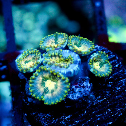 JC Hawaiian Ding Dang Zoanthid
