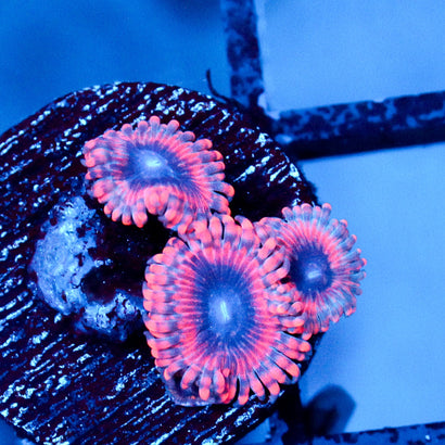 JC Typhloshion Zoanthid