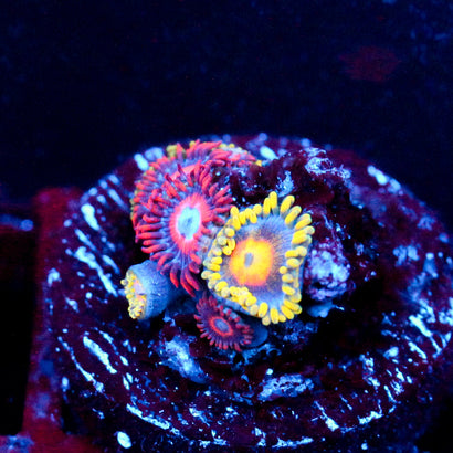 JC Zoa Mashup Cluster
