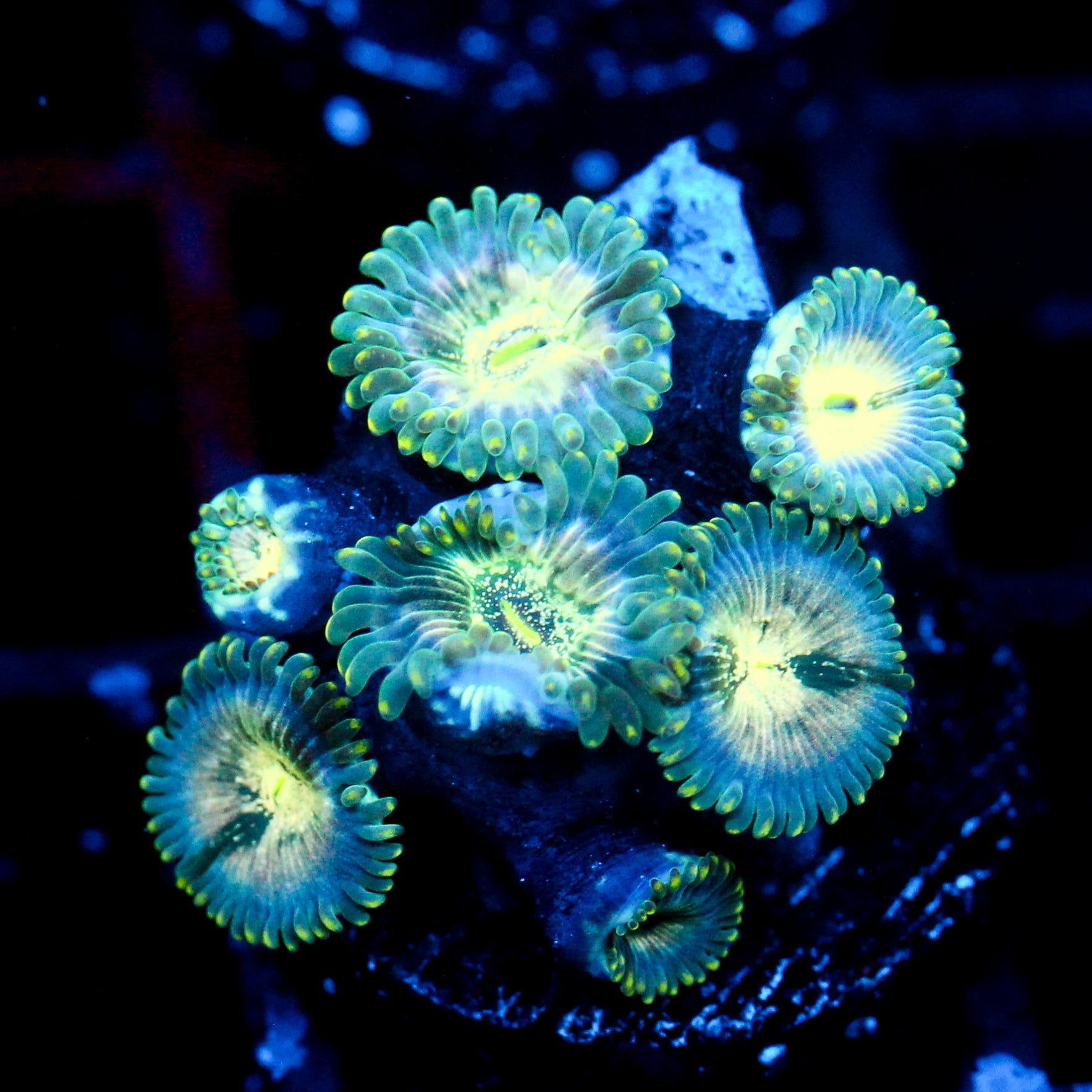 JC Hawaiian Ding Dang Zoanthid