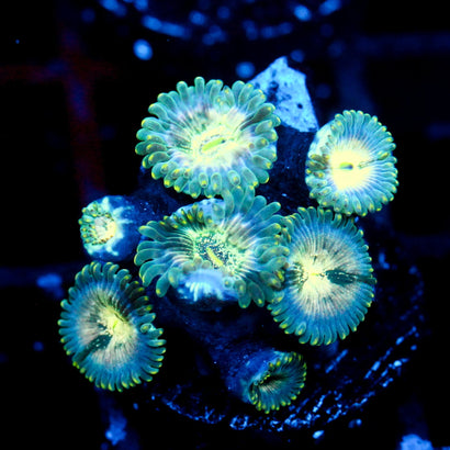 JC Hawaiian Ding Dang Zoanthid