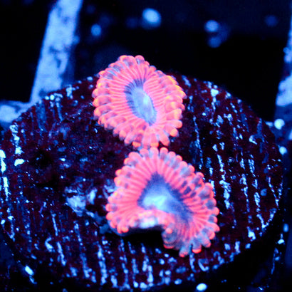 JC Typhloshion Zoanthid