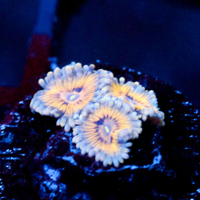 JC Blue Seam Zoanthid