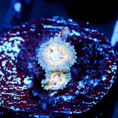 JC Blue Dream Zoanthid