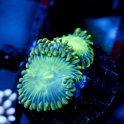 JC Lady Liberty Zoanthid