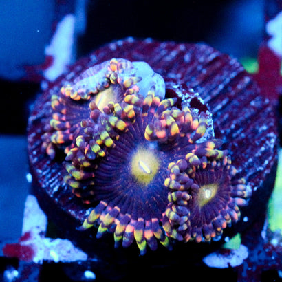 JC Bozos birthday Zoanthid
