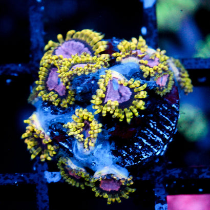 JC Purple Monster Zoanthid
