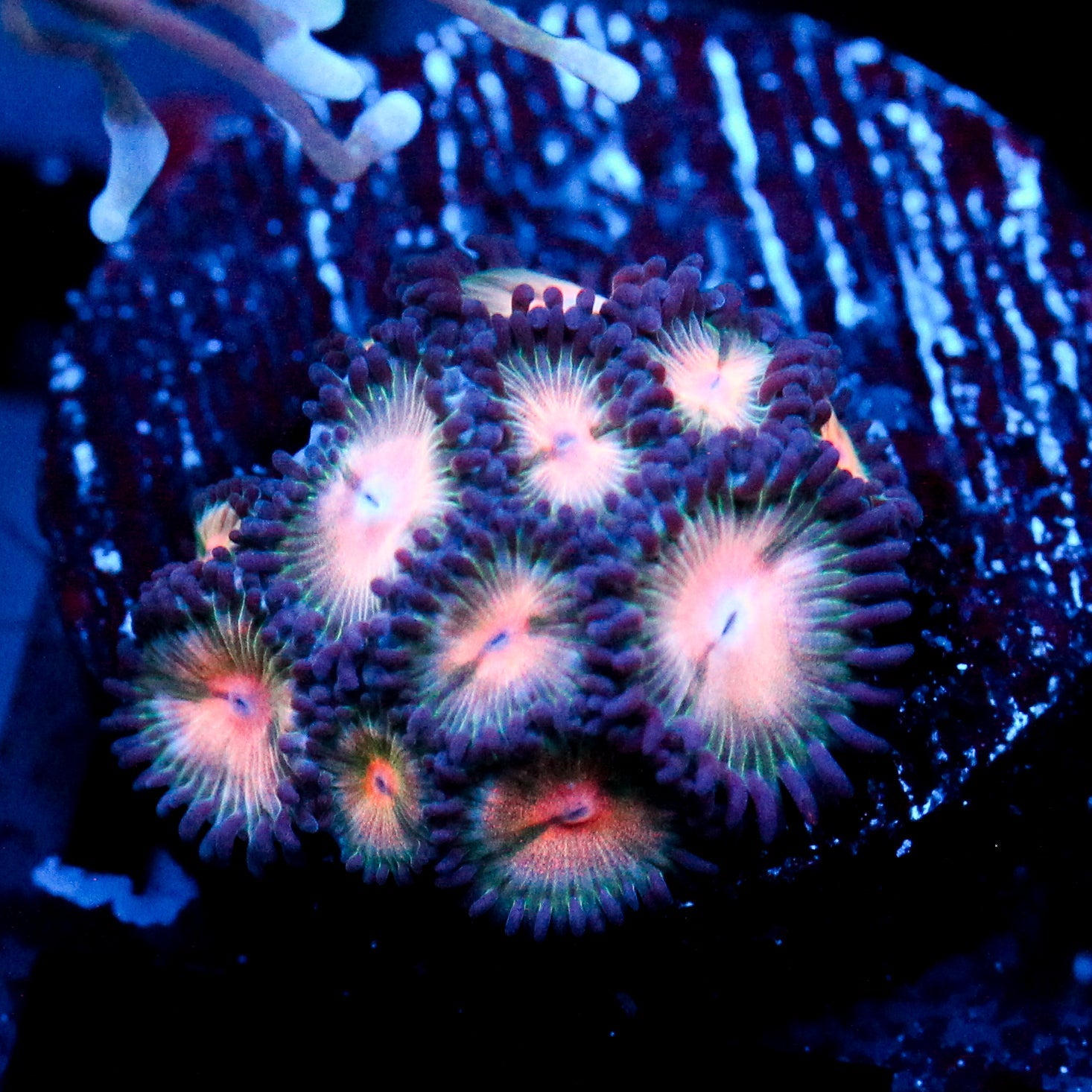 JC Peach Bellini Zoanthid