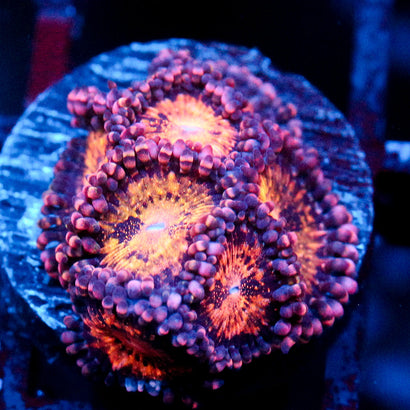 JC Speckled Kraze Zoanthid