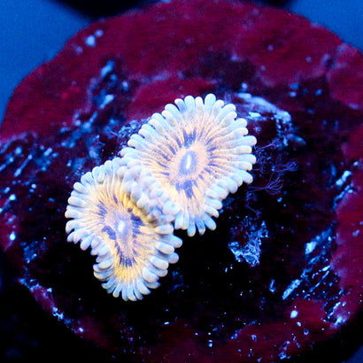 JC Blue Seam Zoanthid