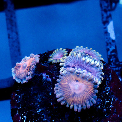JC Zoa Mashup Cluster