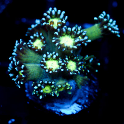 JC Cobalt Greed Goni