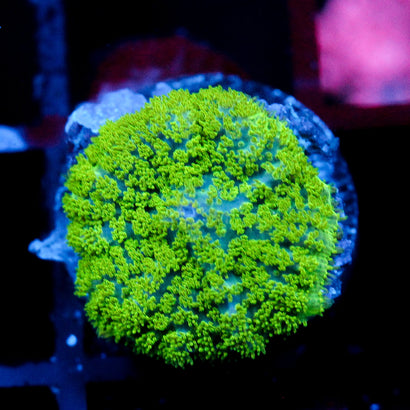 JC Neon Green Rhodactis