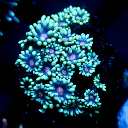 JC Phantasmic Flowers Goni