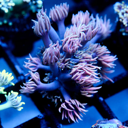 JC Witches Finger's goni