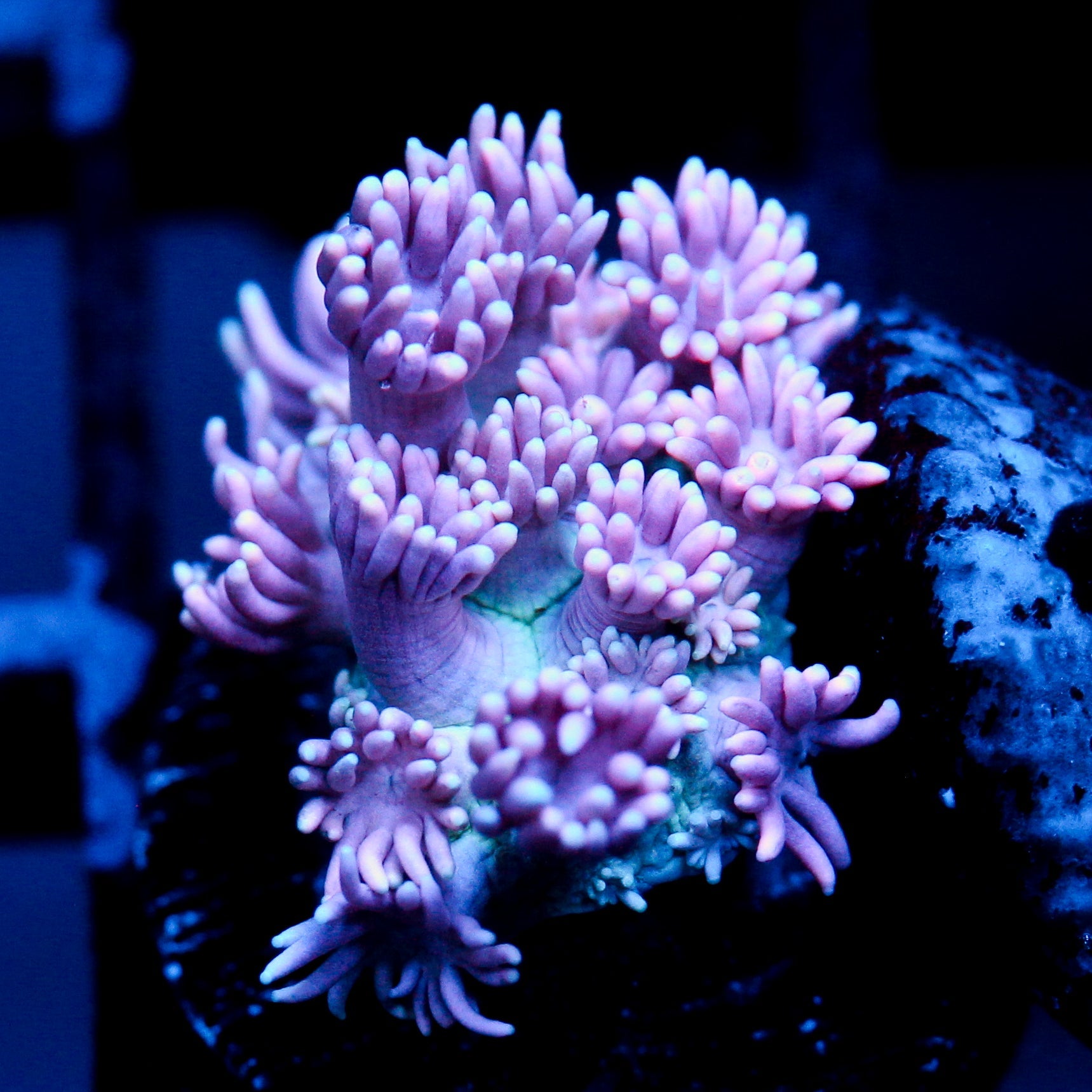 JC Purple Bliss Goni