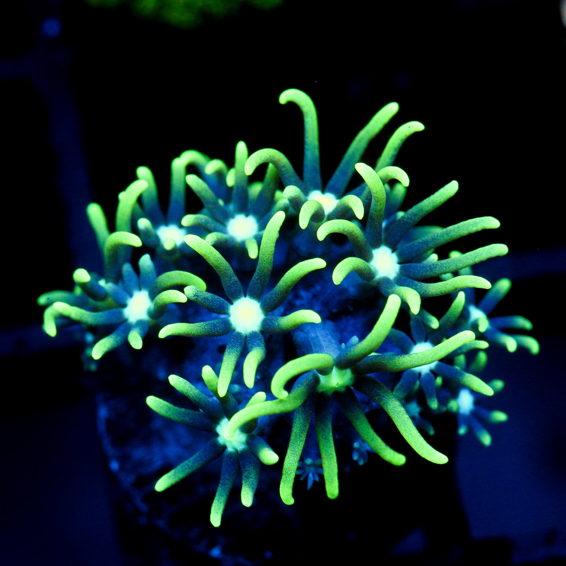 JC Star Polyp