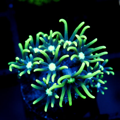 JC Star Polyp