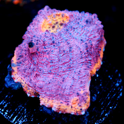 JC Grape Inferno Rainbow Chalice