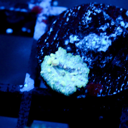 JC Baby Neptune Bounce Mushroom