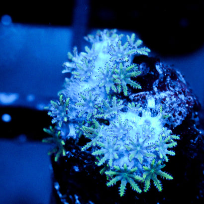 JC Sympodium Coral