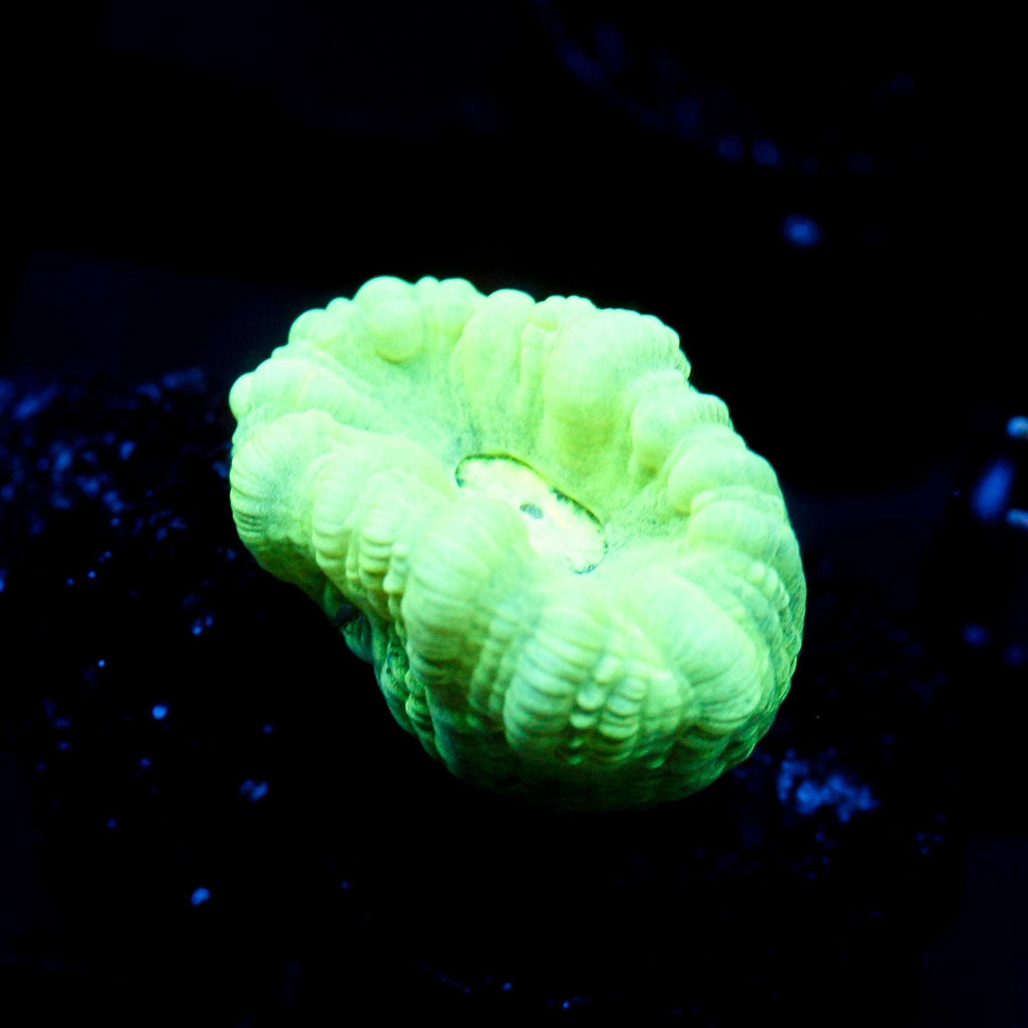 JC Neon Green Trumpet Coral
