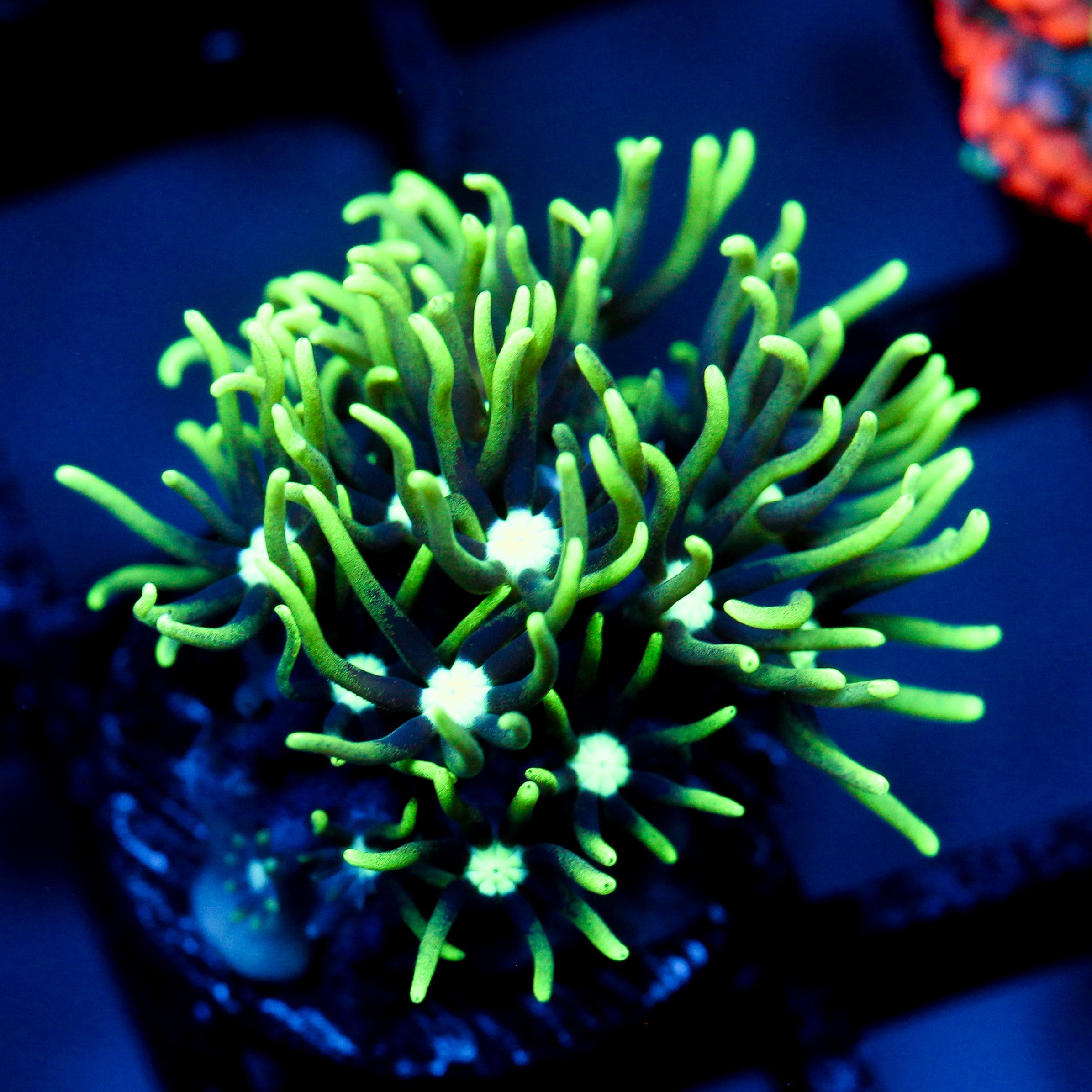 JC GSP