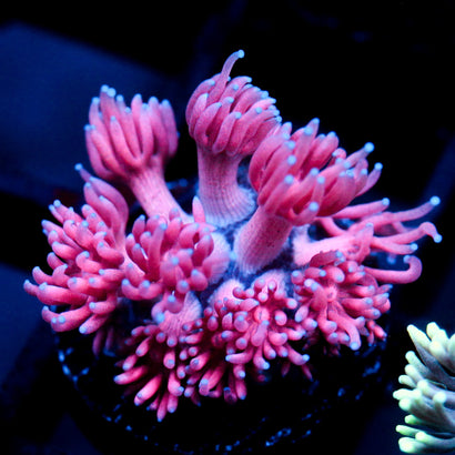 JC Pink Kiss Goni