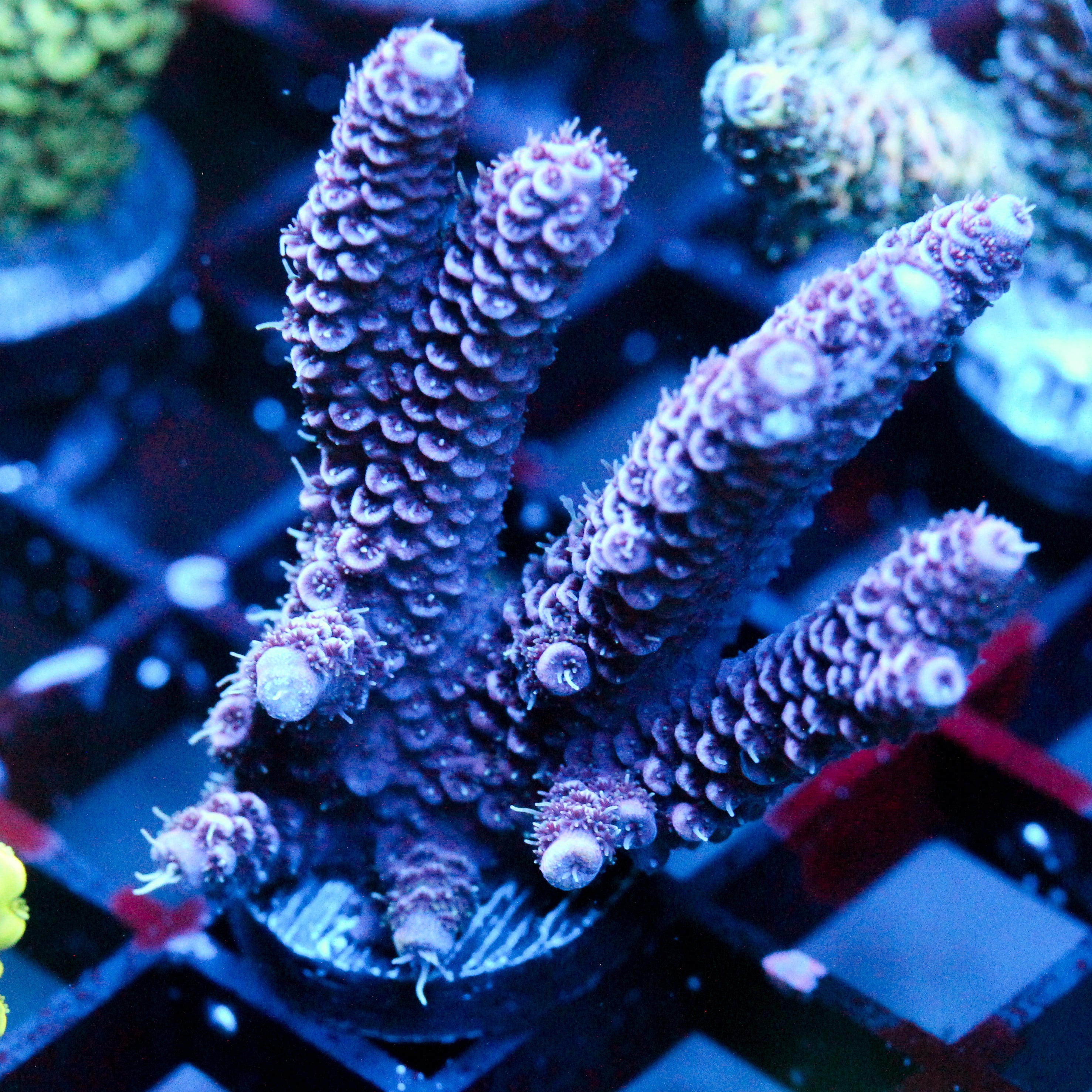 JC Purple Pillars
