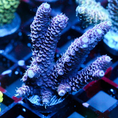 JC Purple Pillars