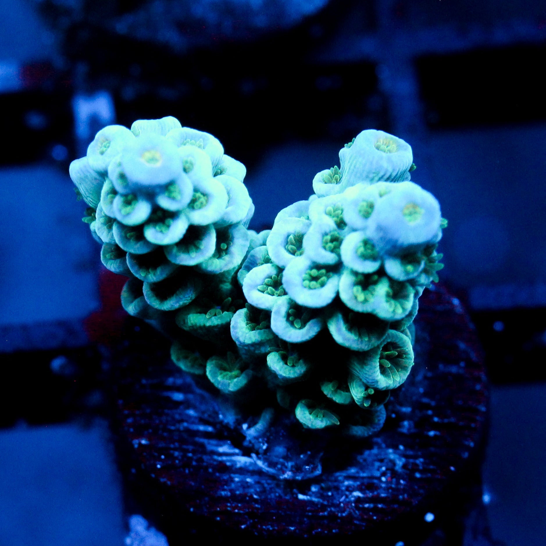 JC Ice Caps