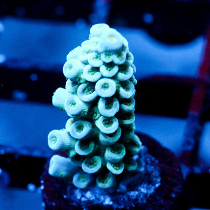 JC Iceberg