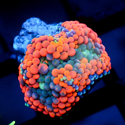 JC Orange Ricordea Mushroom
