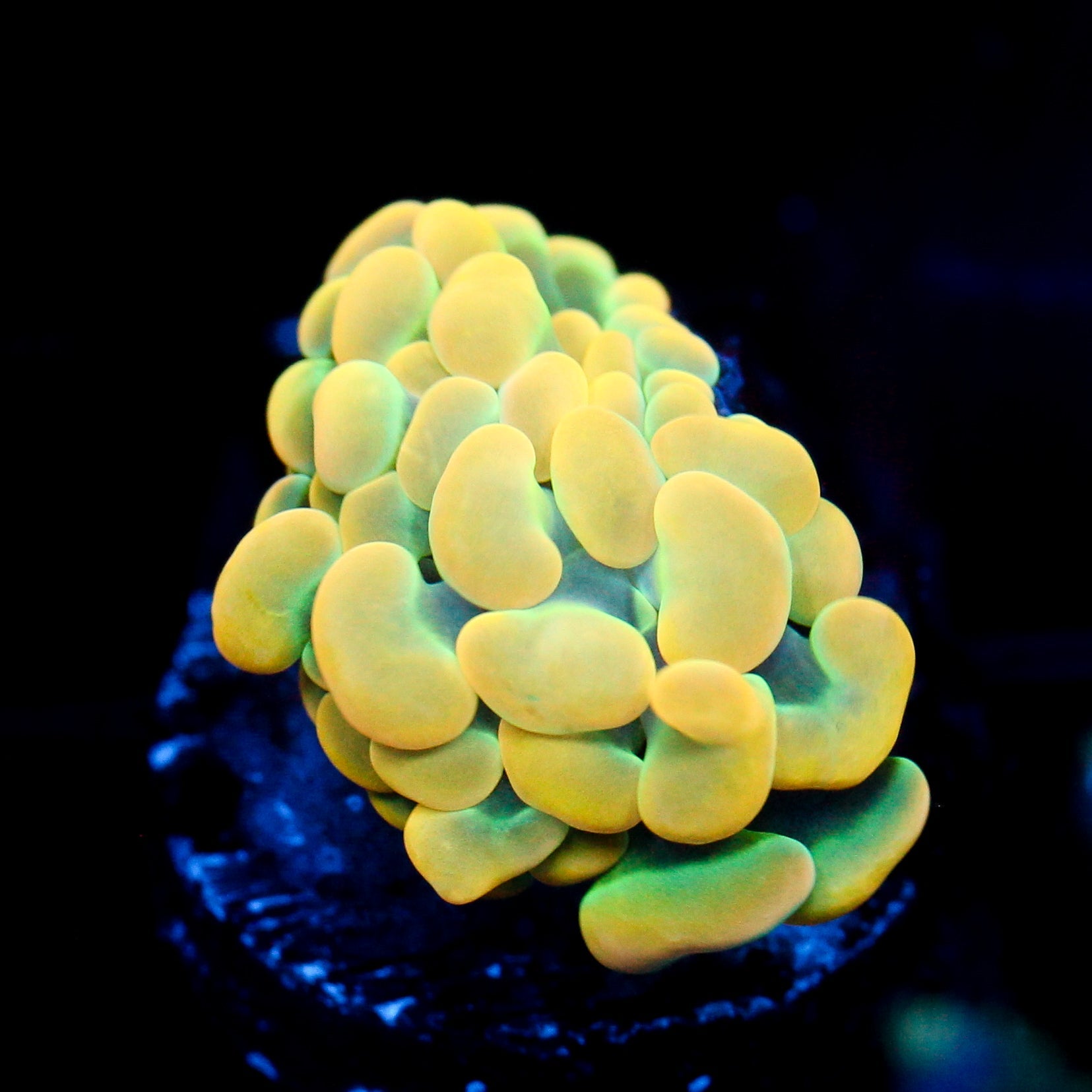 JC Rainbow Gold Hammer