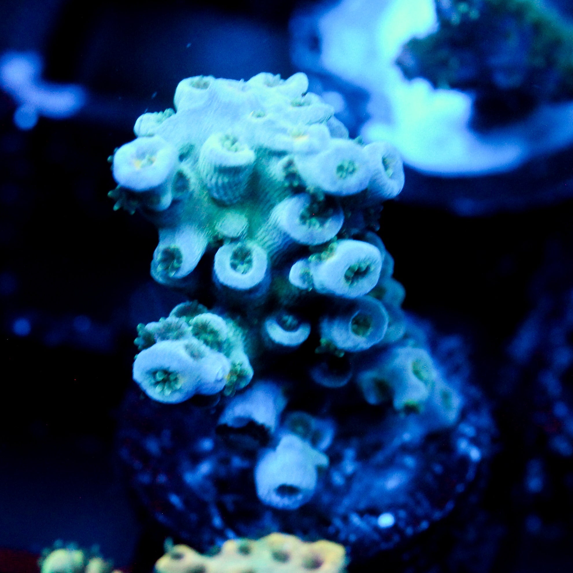 JC Ice caps