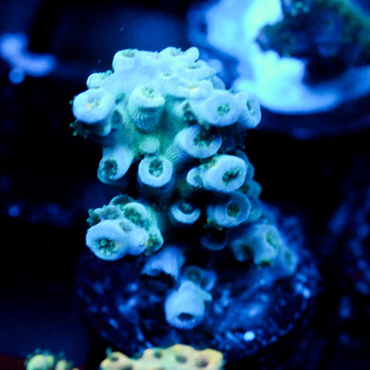 JC Ice caps