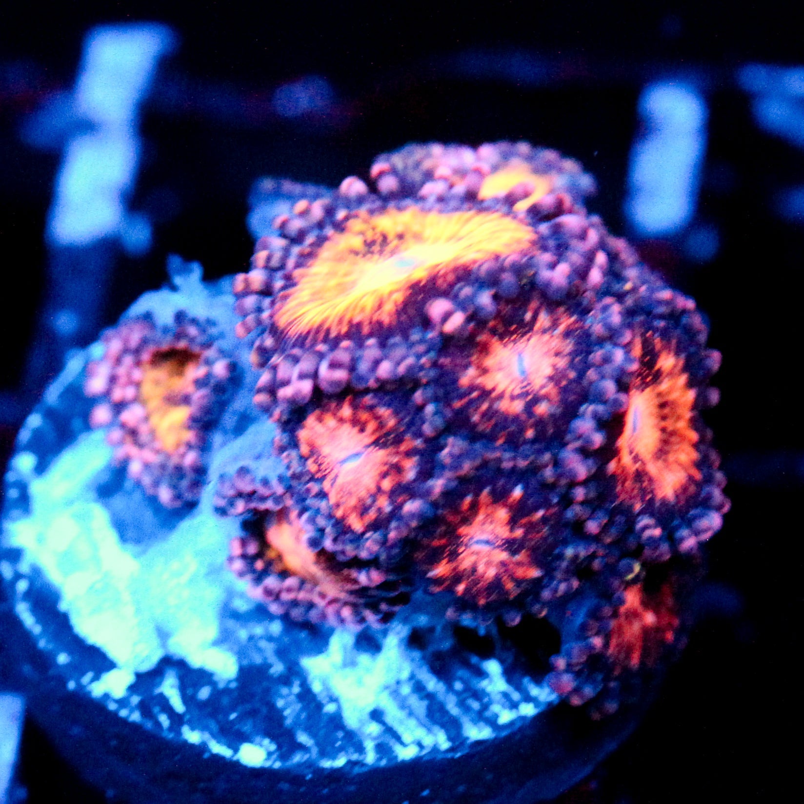 JC Speckled Kraze Zoanthid