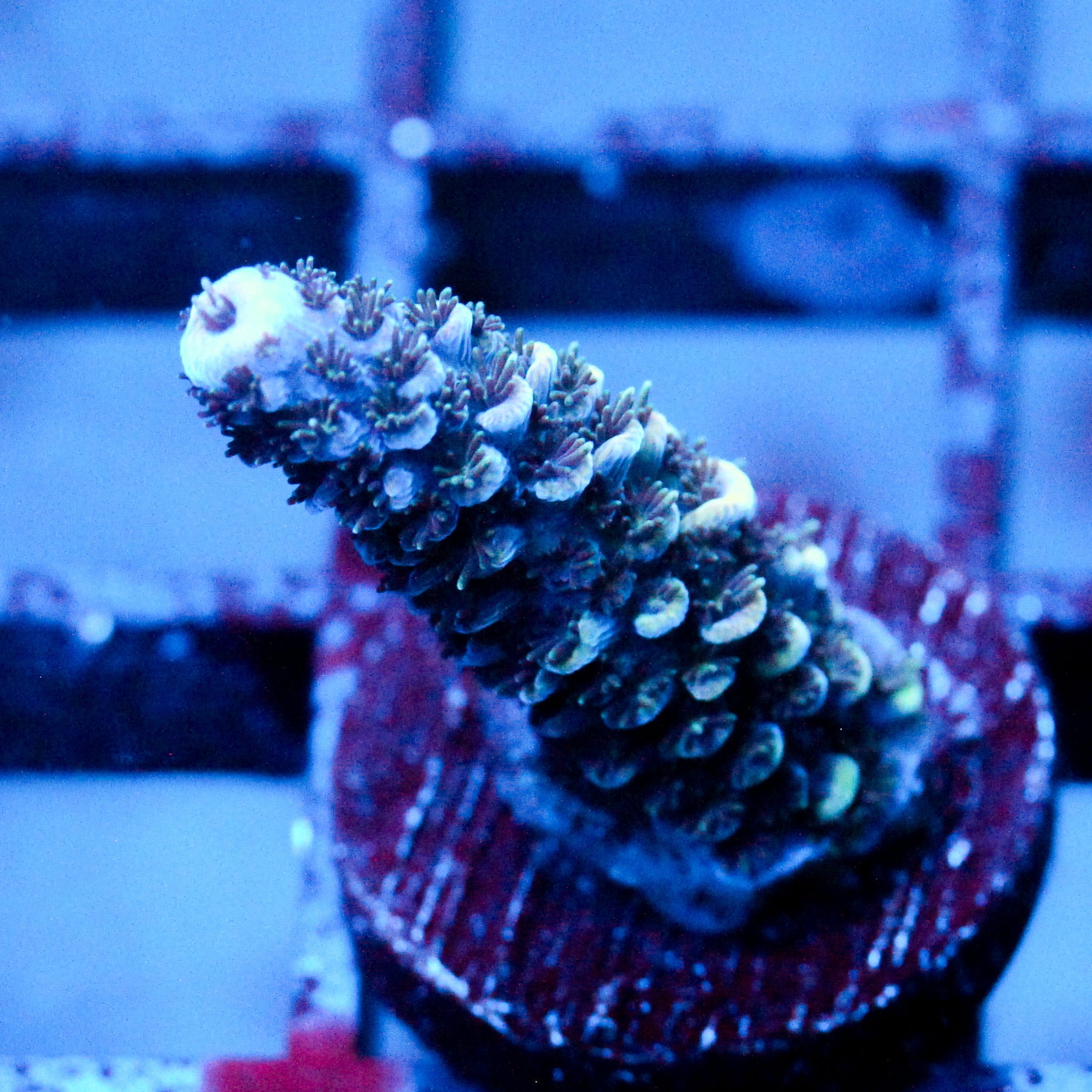 JC Frostbite