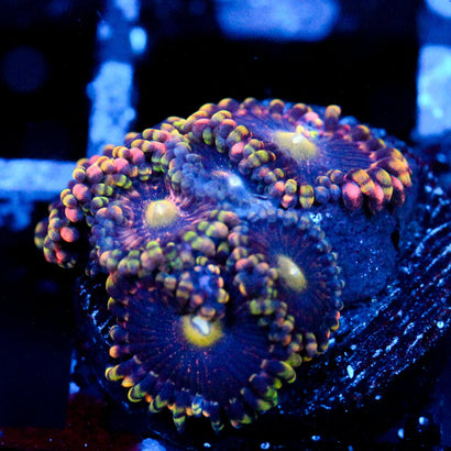 JC Bozos birthday Zoanthid