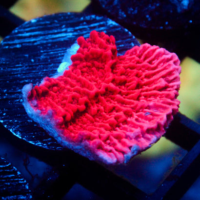 JC Pink Wave Cap Monti