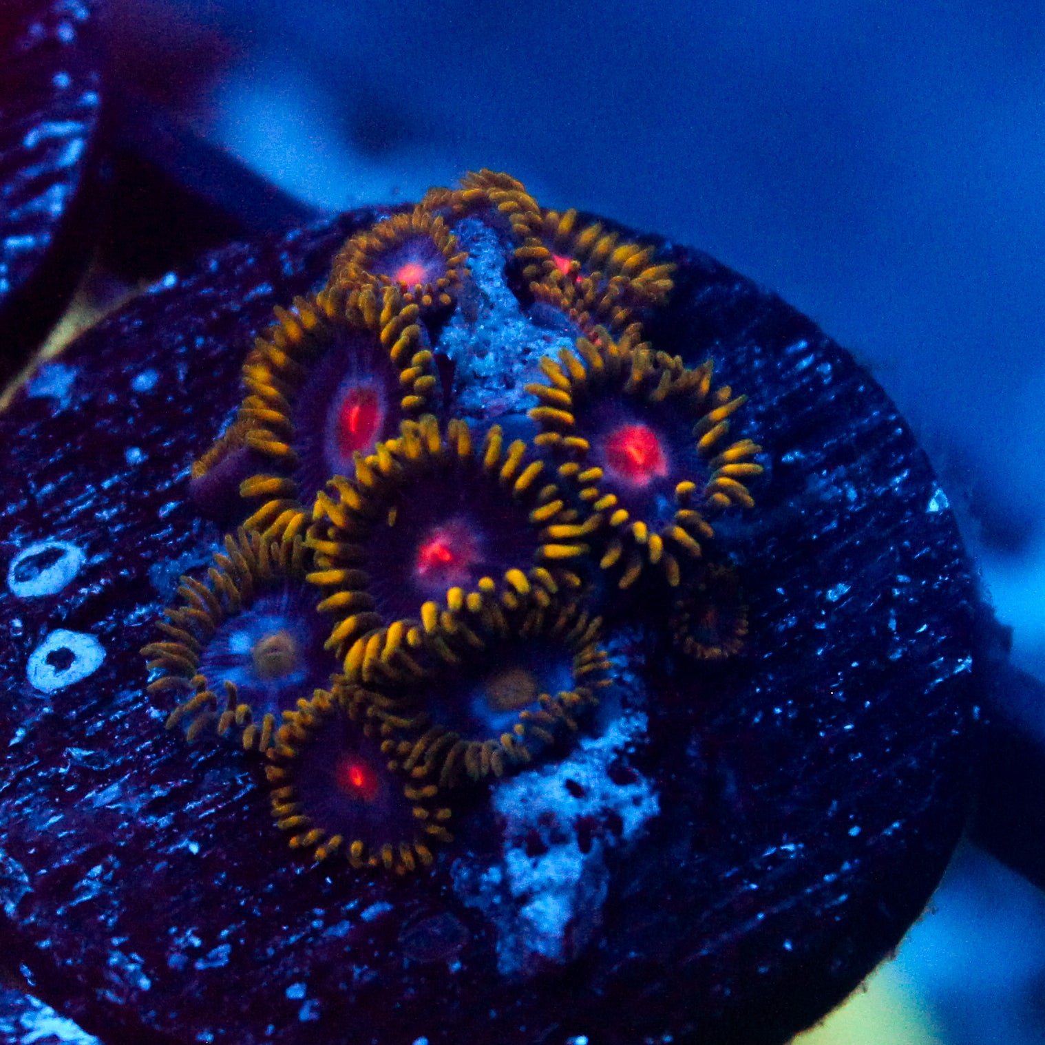 JC Gold Burn Zoanthid