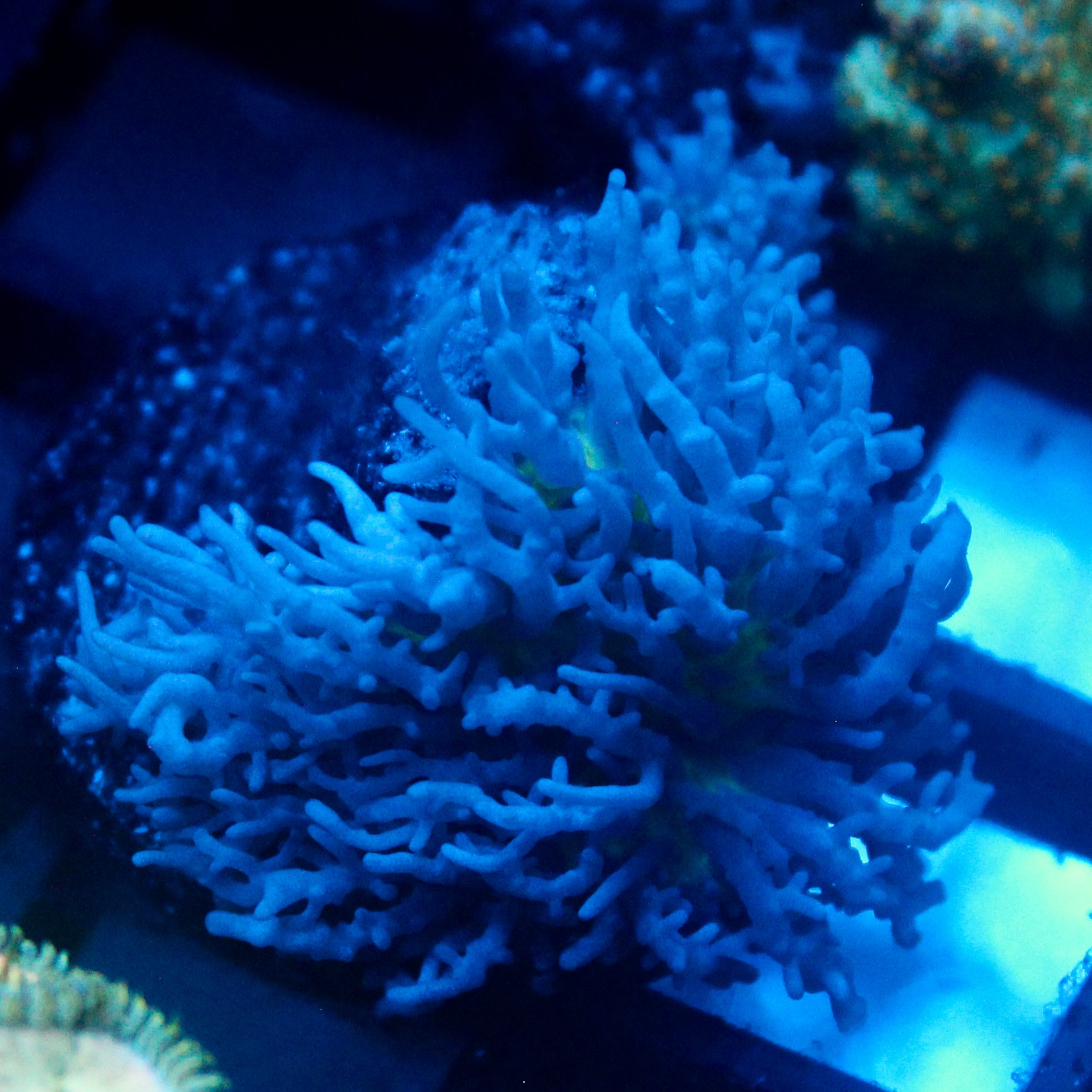 JC Fuzzy Mushroom