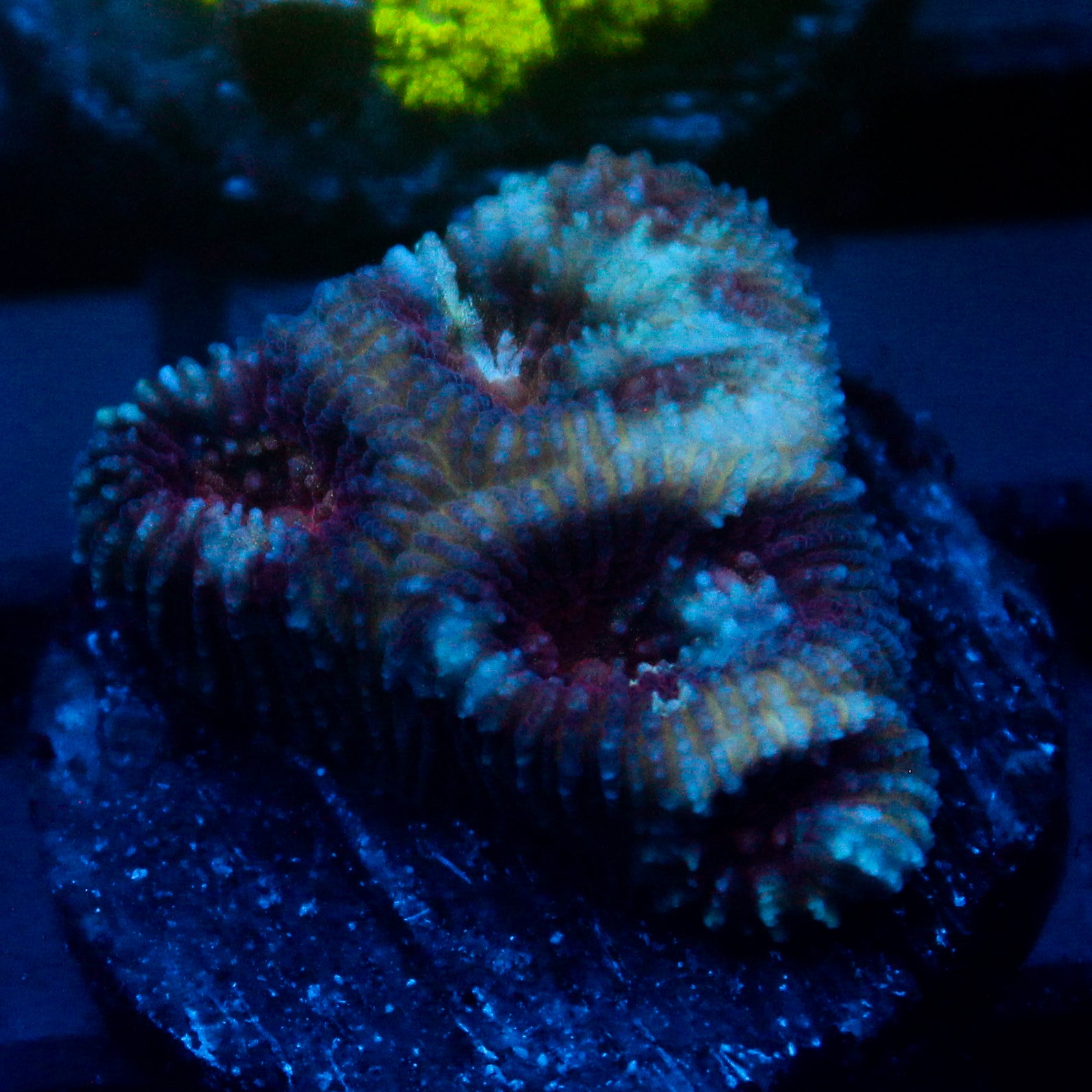 JC War Torn Favia